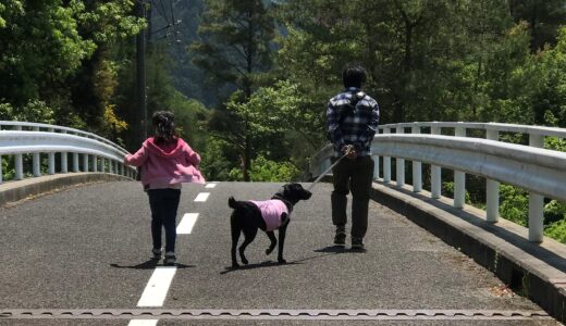 犬を飼うために何が必要？心の準備