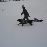 犬と子供と雪遊び。ソリで大喜び