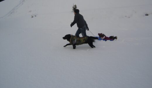 犬と子供と雪遊び。ソリで大喜び