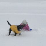 犬と子供と冬の遊びかた