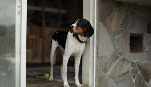 犬の選び方は大きさや見た目よりも、自分の生活環境に合うかが重要