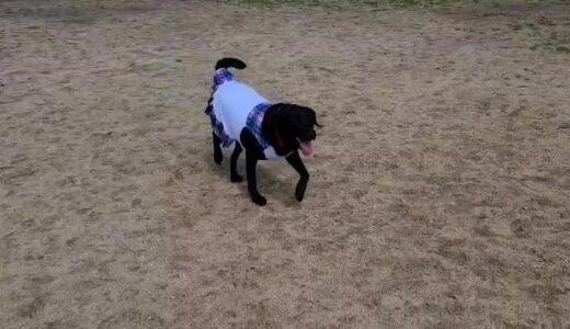 愛犬と子供とドックランへ