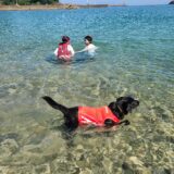 愛犬と海水浴へ行く時の注意点　