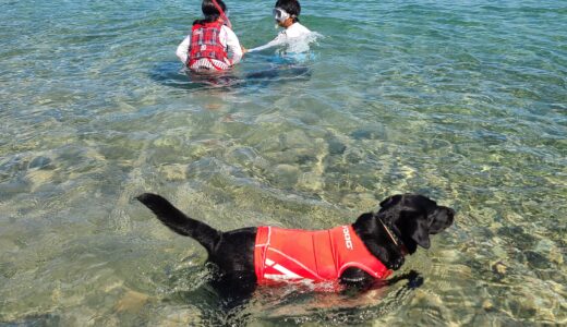 愛犬と海水浴へ行く時の注意点　