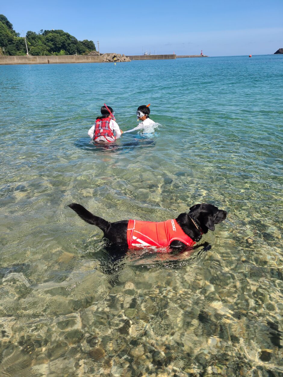 愛犬と海水浴