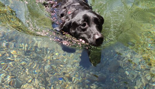 愛犬の写真で飴細工を作ってもらいました 美術べっ甲飴細工2代目龍昇 ここでよかった